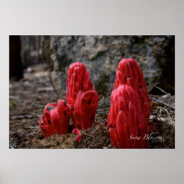 Sneeuwbloesems Poster