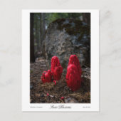 Sneeuwbloesems Prints Briefkaart (Voorkant)