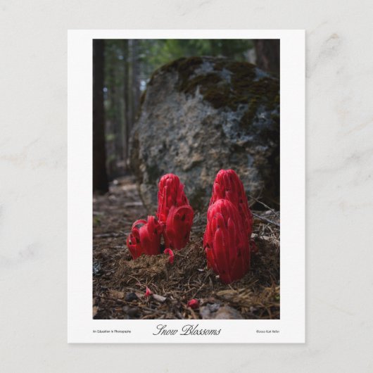 Sneeuwbloesems Prints Briefkaart (Voorkant)