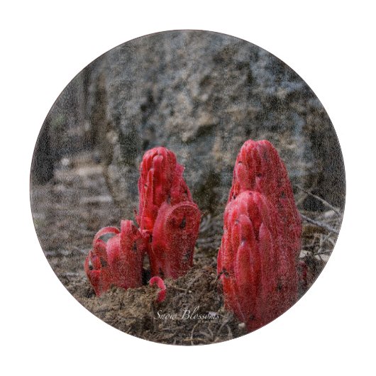 Sneeuwbloesems Snijplank (Voorkant)