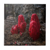 Sneeuwbloesems Tegeltje (Voorkant)