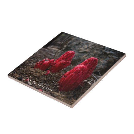 Sneeuwbloesems Tegeltje (Zijkant)