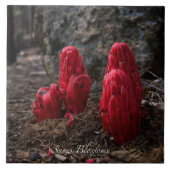 Sneeuwbloesems Tegeltje (Voorkant)