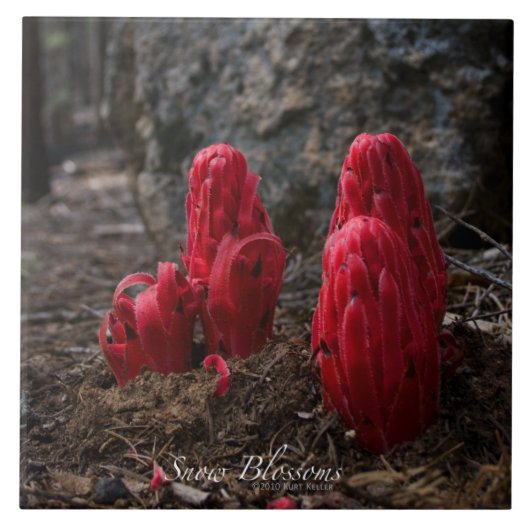 Sneeuwbloesems Tegeltje (Voorkant)