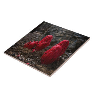 Sneeuwbloesems Tegeltje