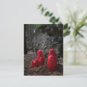 Sneeuwbloesfoto Briefkaart (Staand voorkant)