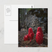 Sneeuwbloesfoto Briefkaart (Voorkant / Achterkant)