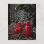 Sneeuwbloesfoto Briefkaart (Voorkant)