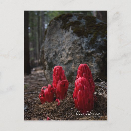 Sneeuwbloesfoto Briefkaart (Voorkant)