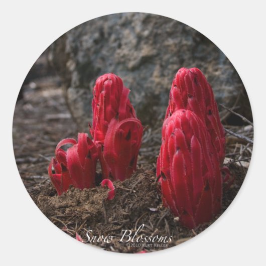 Sneeuwbloesticker Ronde Sticker (Voorkant)