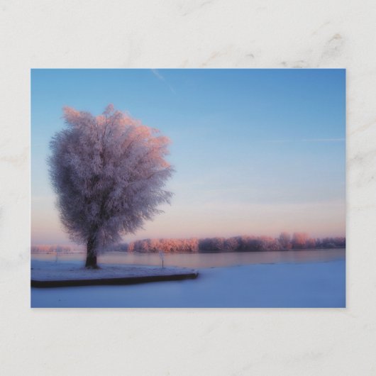 Sneeuwbomen Ansichtkaart Briefkaart (Voorkant)