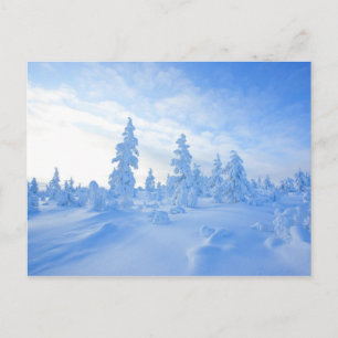 sneeuwbomen in Lapland in Finland Briefkaart