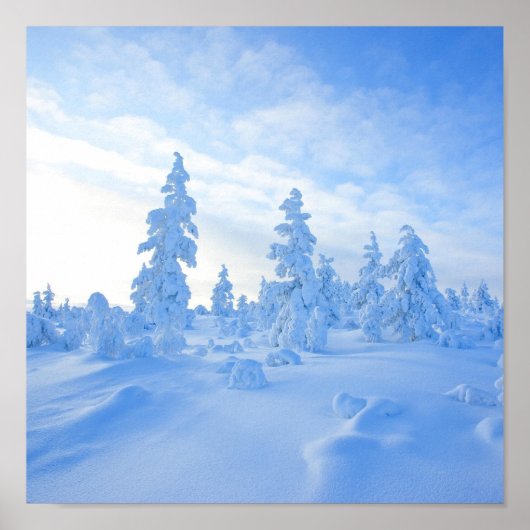 sneeuwbomen in Lapland in Finland Poster (Voorkant)