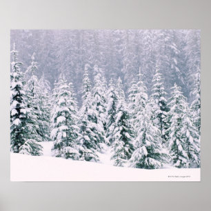 Sneeuwbomen Poster
