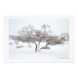 Sneeuwboom door Sidharta Pascual Foto Afdruk