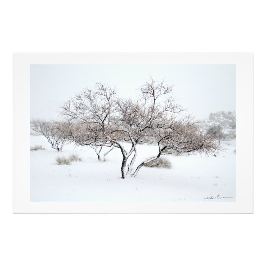 Sneeuwboom door Sidharta Pascual Foto Afdruk (Voorkant)