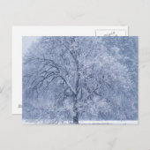 sneeuwboom Winter, bevroren Briefkaart (Voorkant / Achterkant)