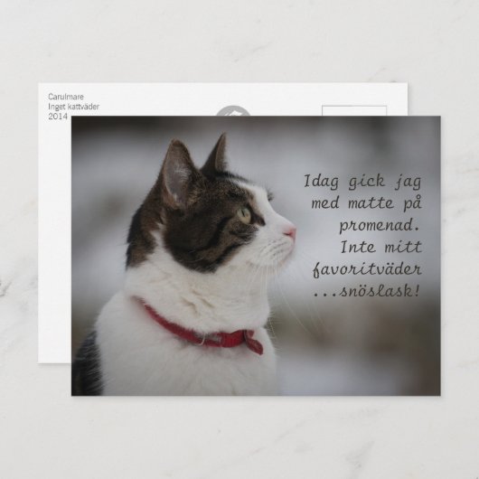 Sneeuwbrij CC0381 Kat Thoughts Briefkaart (Voorkant / Achterkant)