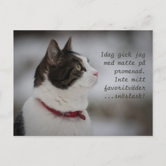 Sneeuwbrij CC0381 Kat Thoughts Briefkaart (Voorkant)