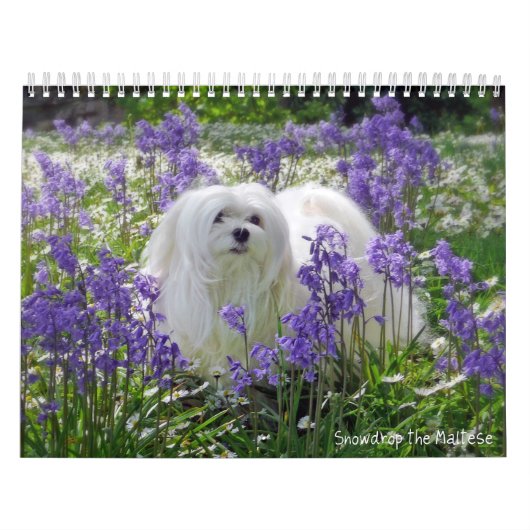 Sneeuwd de Maltese kalender (Hoes)