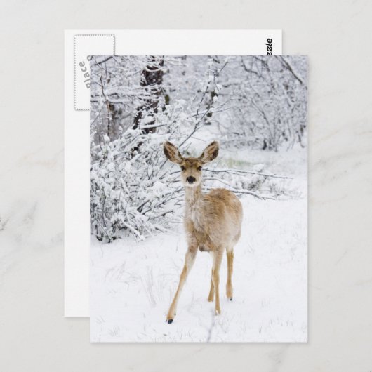 Sneeuwdeer Briefkaart (Voorkant / Achterkant)