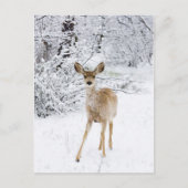 Sneeuwdeer Briefkaart (Voorkant)