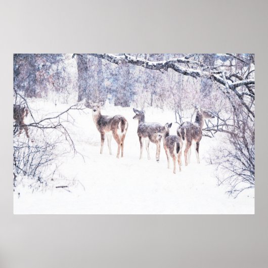 Sneeuwdeer in Texas Art Poster (Voorkant)