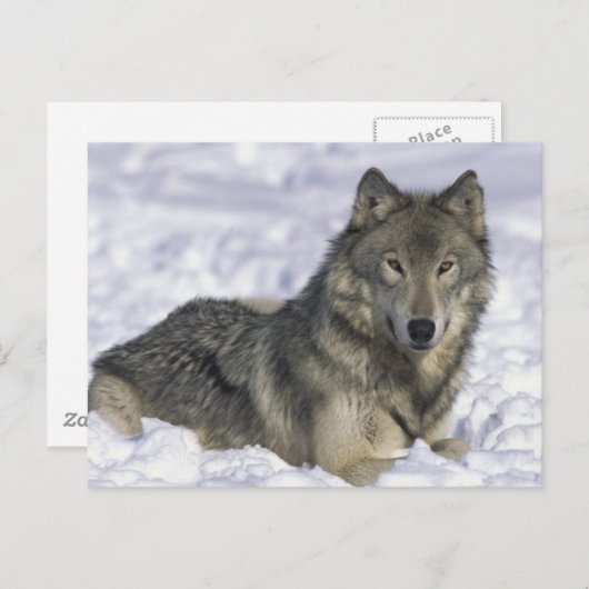 Sneeuwdier Briefkaart (Voorkant / Achterkant)