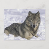 Sneeuwdier Briefkaart (Voorkant)