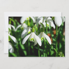 Sneeuwdruppels - Winter Blooming Bulb Flowers