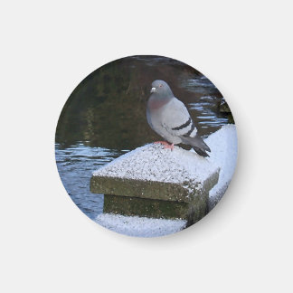 Sneeuwduivenmagneet Magneet