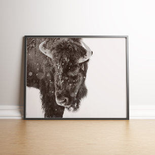 Sneeuwdusted American Bison Poster