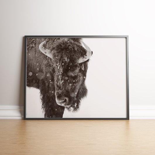 Sneeuwdusted American Bison Poster