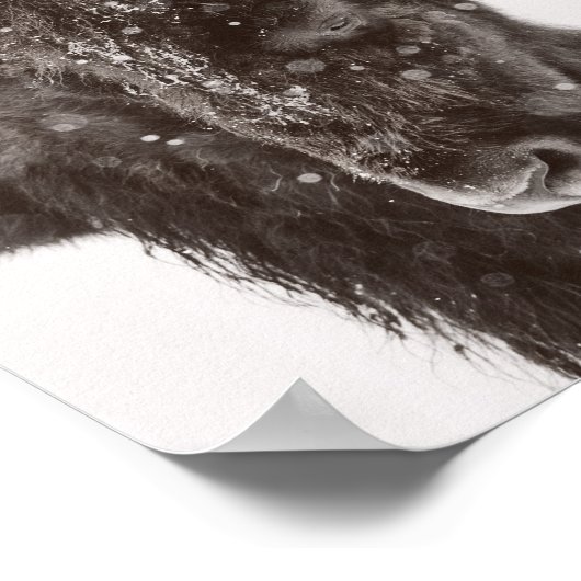 Sneeuwdusted American Bison Poster (Hoek)