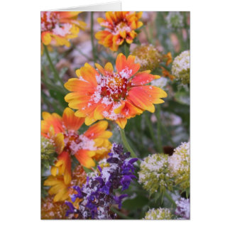 Sneeuwdusted gaillardia