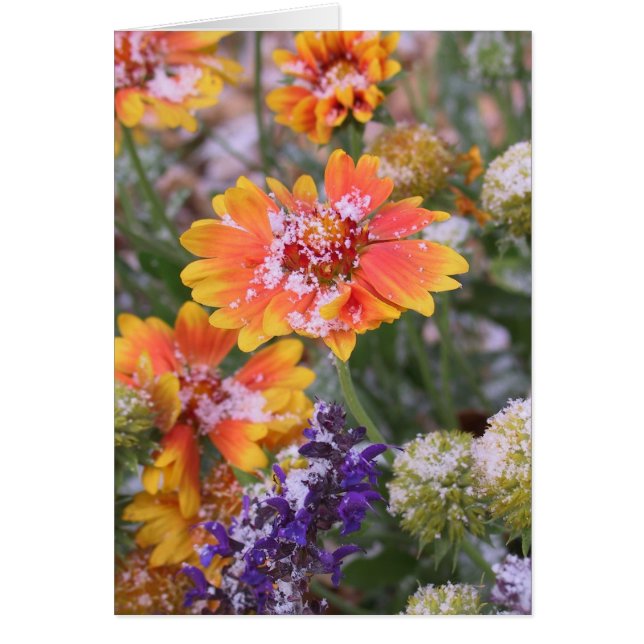 Sneeuwdusted gaillardia (Voorkant)