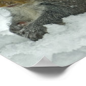 Sneeuweekhoorn Poster (Hoek)