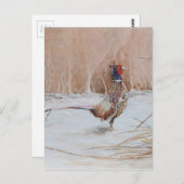 Sneeuwfazant Briefkaart (Voorkant / Achterkant)