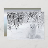sneeuwfox in winterBossen Briefkaart (Voorkant / Achterkant)