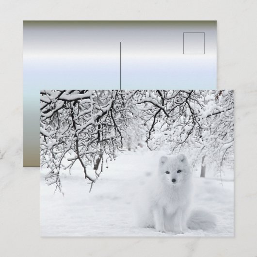 sneeuwfox in winterBossen Briefkaart (Voorkant / Achterkant)
