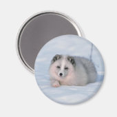 Sneeuwfox Magneet (Voorkant / Achterkant)