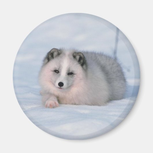 Sneeuwfox Magneet (Voorkant)