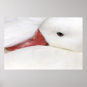 Sneeuwgans Chen caerulescens Poster