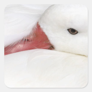 Sneeuwgans Chen caerulescens Vierkante Sticker