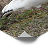 Sneeuwgans Poster (Hoek)