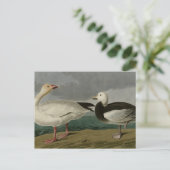 Sneeuwgans uit de Amerikaanse vogels van Audubon Briefkaart (Staand voorkant)