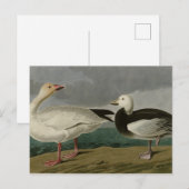 Sneeuwgans uit de Amerikaanse vogels van Audubon Briefkaart (Voorkant / Achterkant)