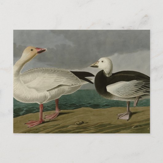 Sneeuwgans uit de Amerikaanse vogels van Audubon Briefkaart (Voorkant)