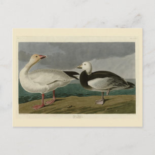 Sneeuwgans uit de Amerikaanse vogels van Audubon Briefkaart