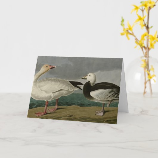 Sneeuwgans uit de Amerikaanse vogels van Audubon Kaart (Gele Bloem)